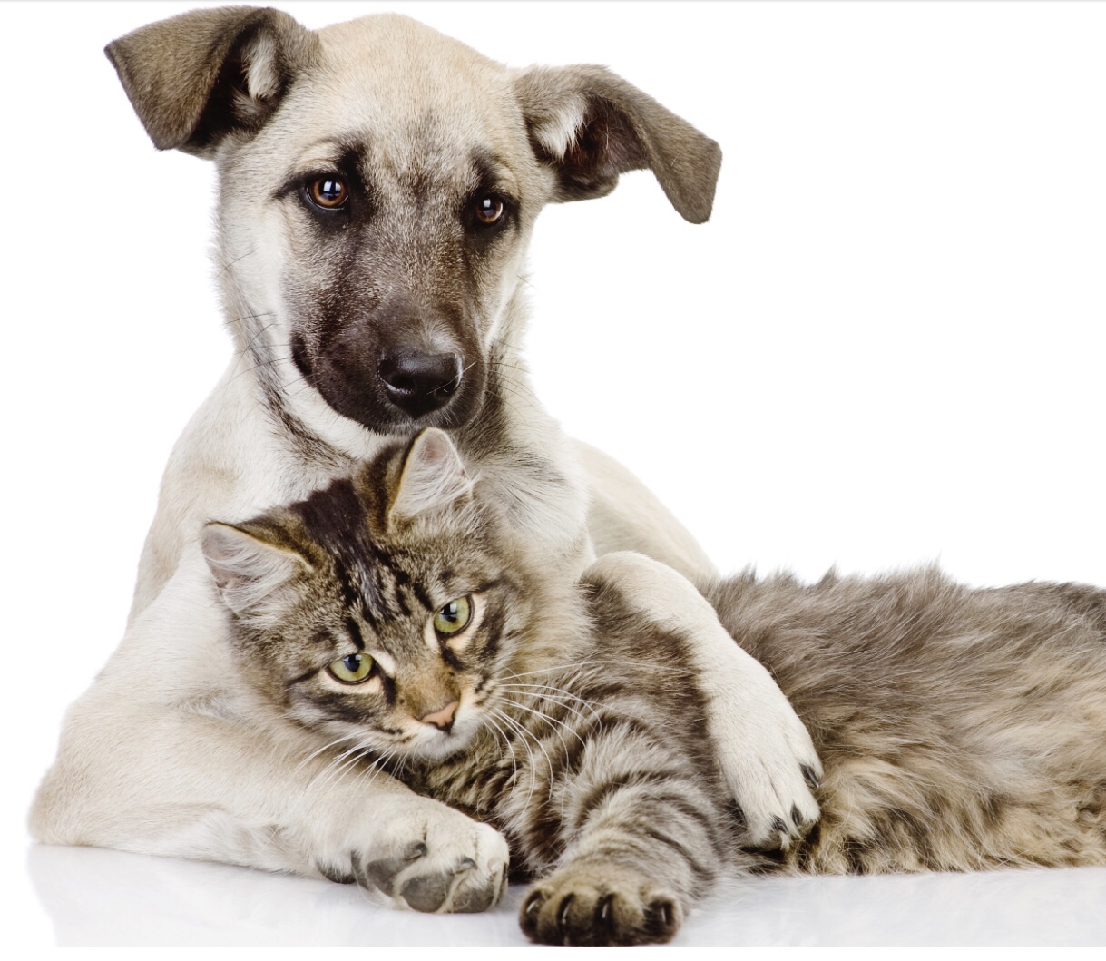 The hardest thing about losing a pet
