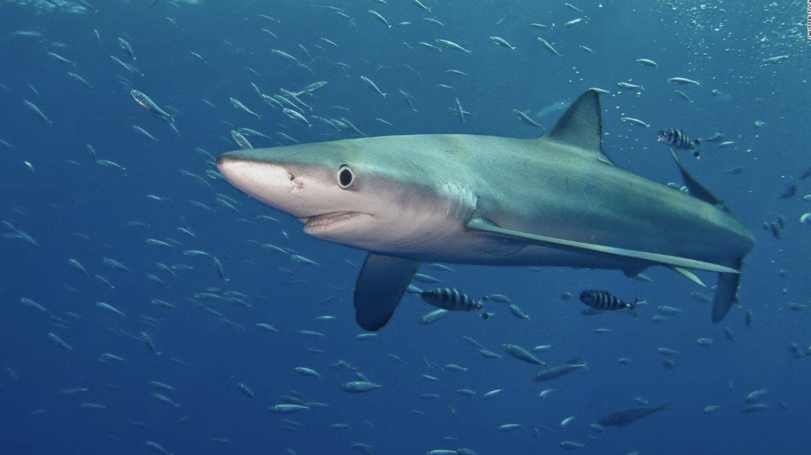 Toxic Masculinity? Australian Man Punches Shark, Saves Wife