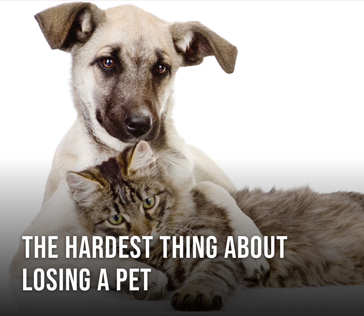 Dealing With the Death of a Pet: A Man's Guide